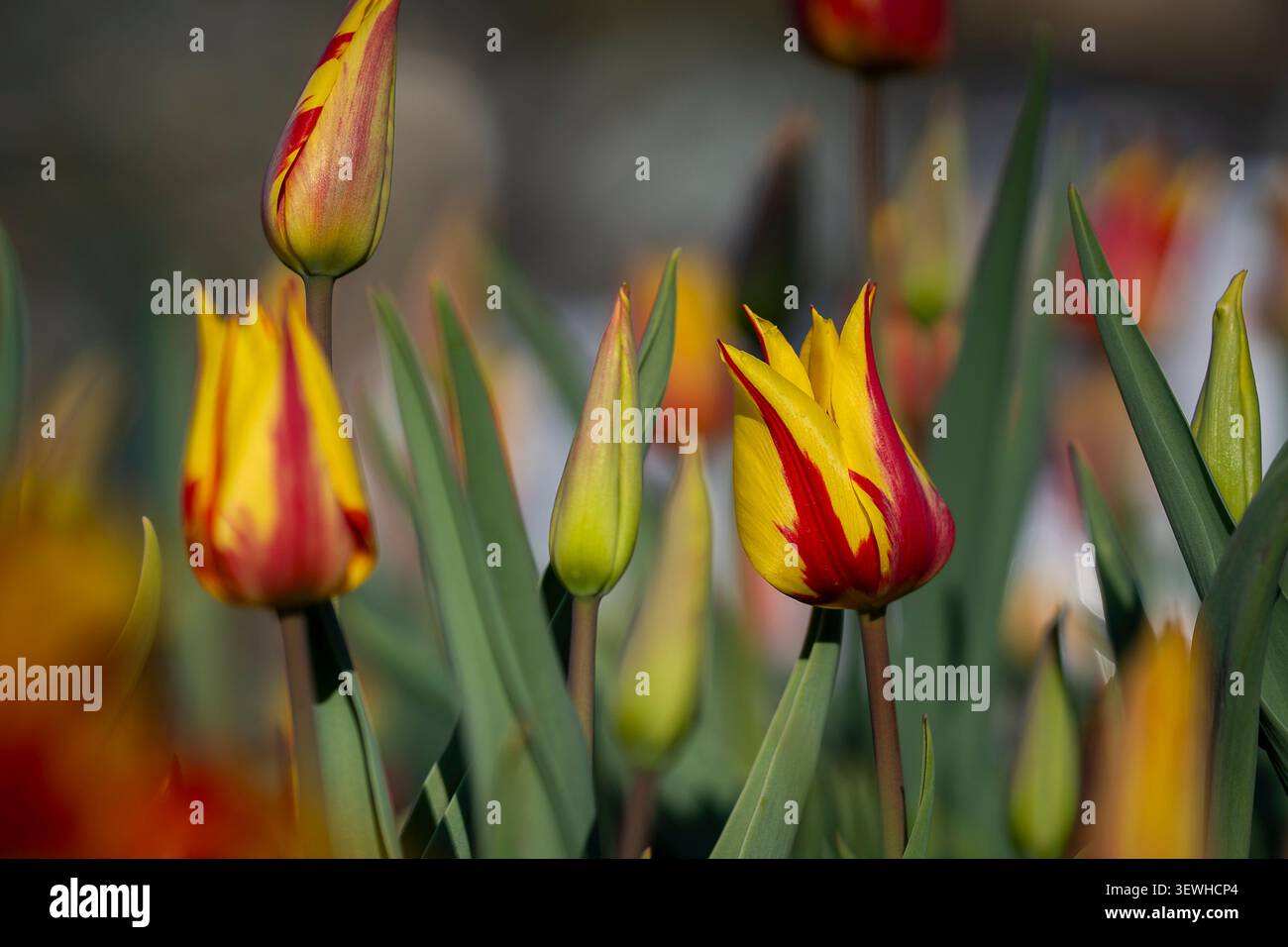 Gros plan de tulipes Tulipa « feu d'artifice » vibrantes avec des pétales jaunes saisissants et des flammes rouge pourpre audacieuses, illuminées par la lumière chaude du soleil à l'heure d'or. Banque D'Images