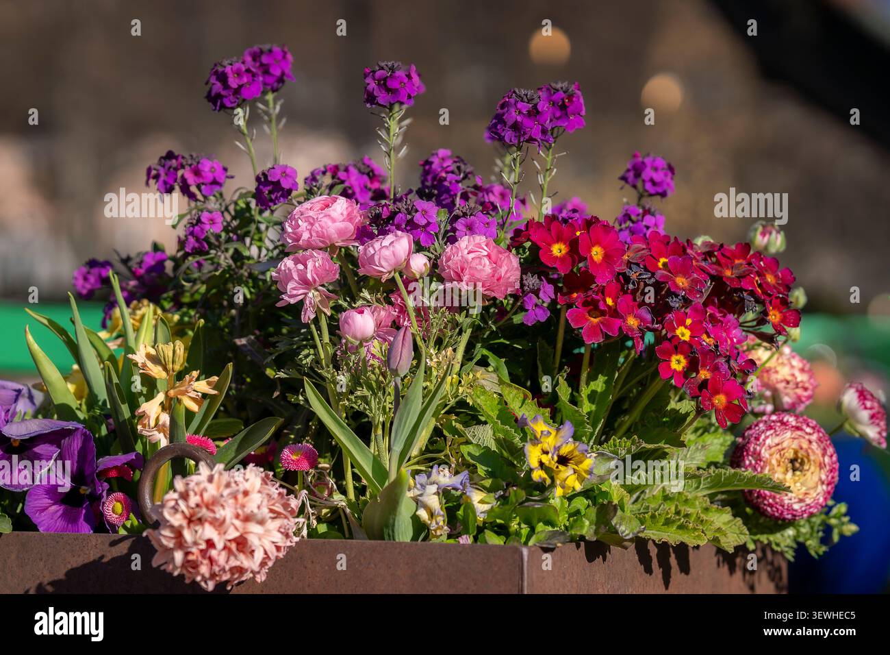 Assortiment coloré de fleurs printanières en pot, y compris des ranoncules, des primitives, des fleurs murales, des pansies, des jacinthes et des tulipes fleurissant dans une jardinière extérieure. Banque D'Images