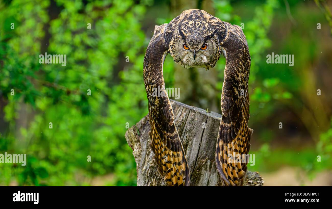 Un hibou aigle eurasien volant bas vers la caméra avec des ailes déployées et des yeux orange intenses, entouré d'un fond vert naturel. Banque D'Images