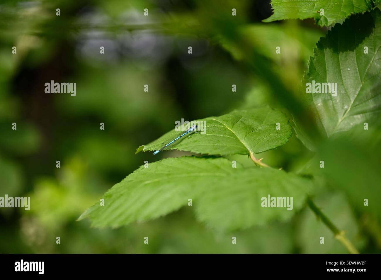 Libellule Azur sur feuille verte. Damselfly de couleur bleue sur feuille verte. Arrière-plan désélectionné. Banque D'Images