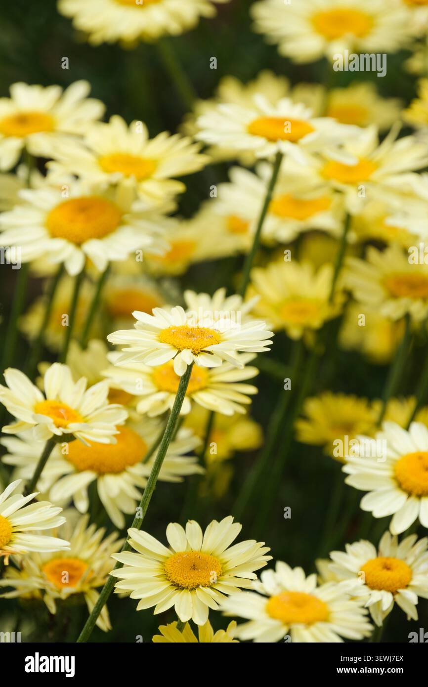 Cota tinctoria EC Buxton, camomille de teinture EC Buxton, marguerites solitaires jaune citron Banque D'Images