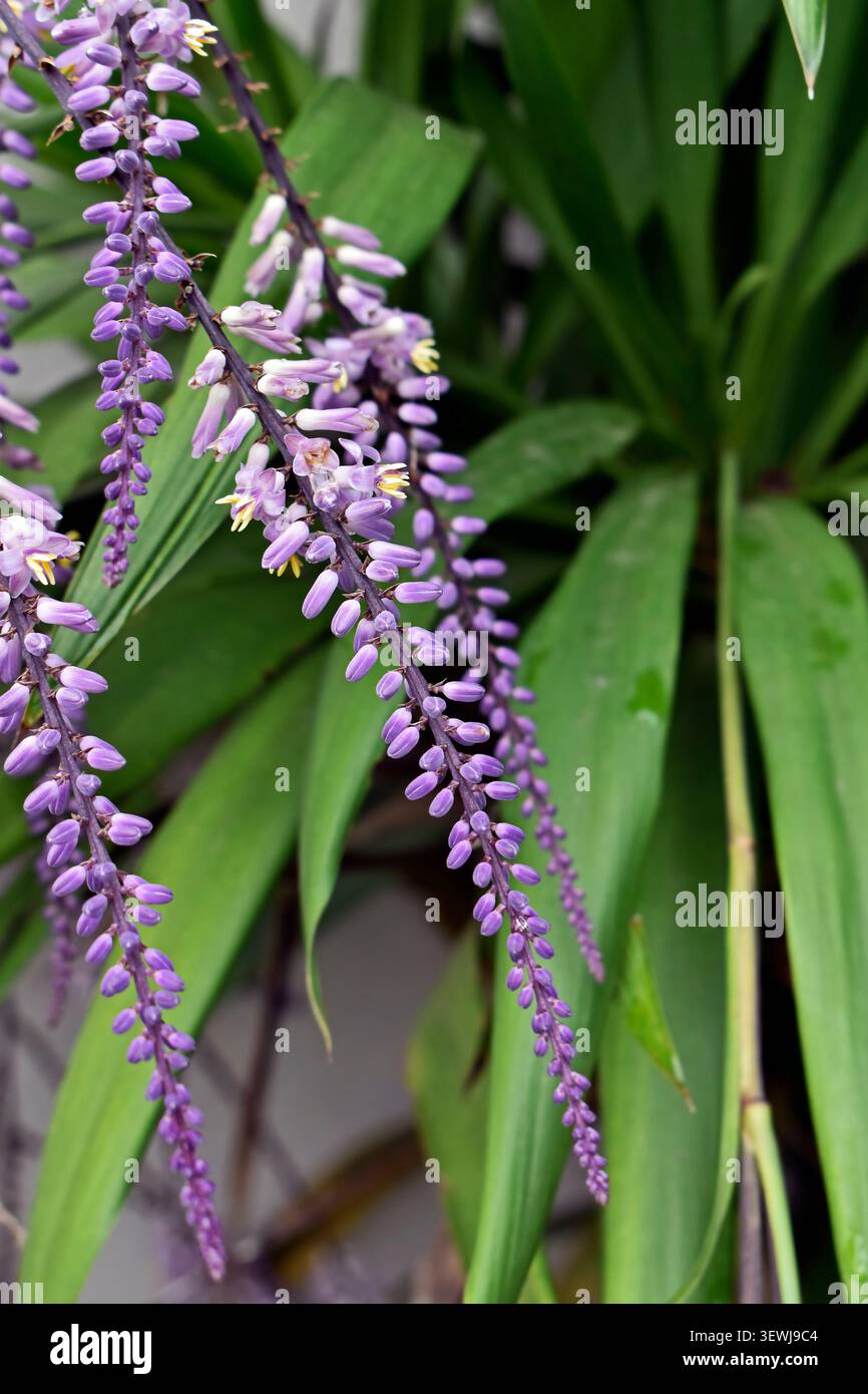 Fleurs de lys de palmier minces ou de lys de palmier à feuilles étroites (Cordyline stricta) Banque D'Images