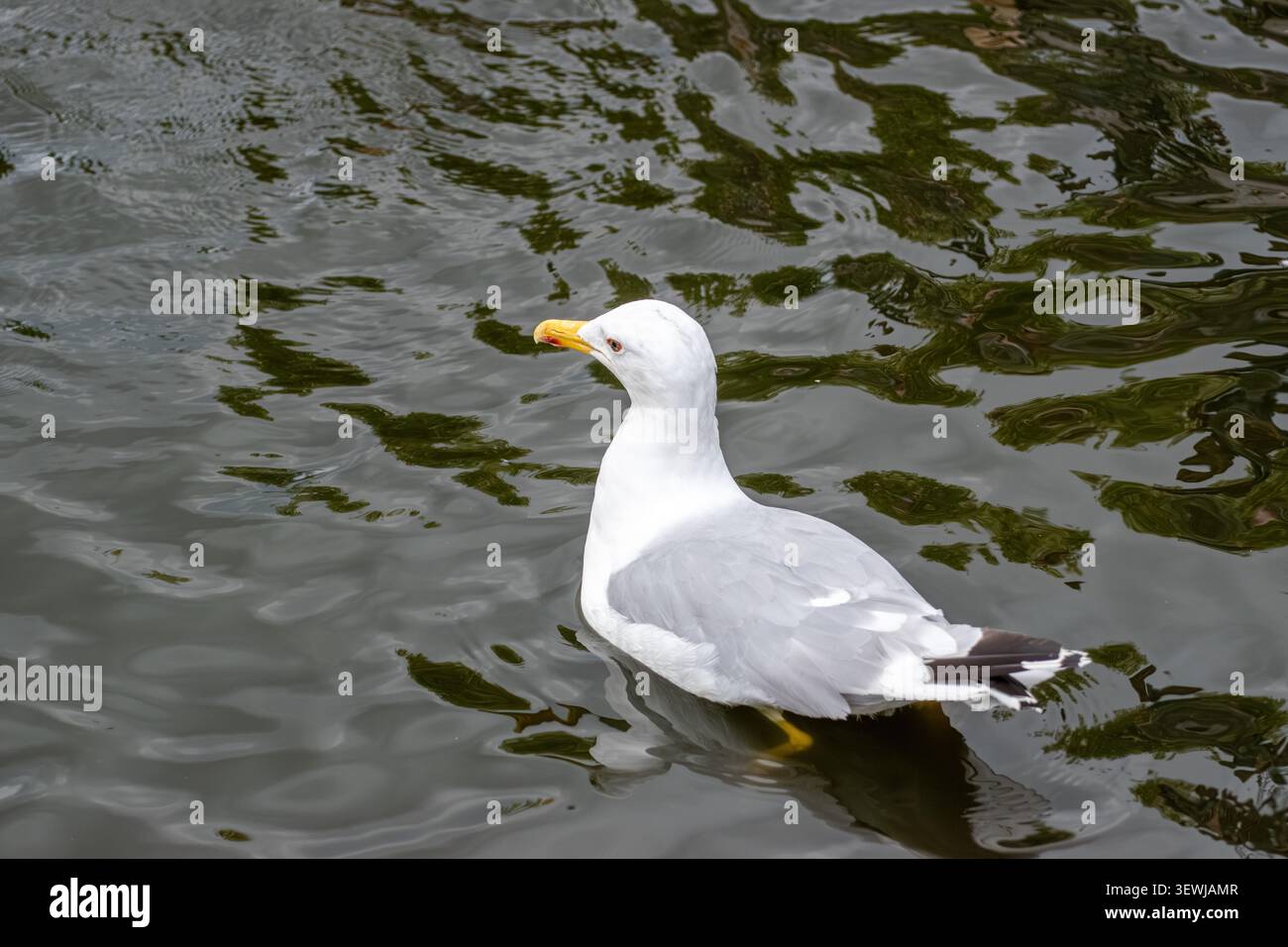 Mouette blanche nageant sur la surface de l'eau sombre Banque D'Images