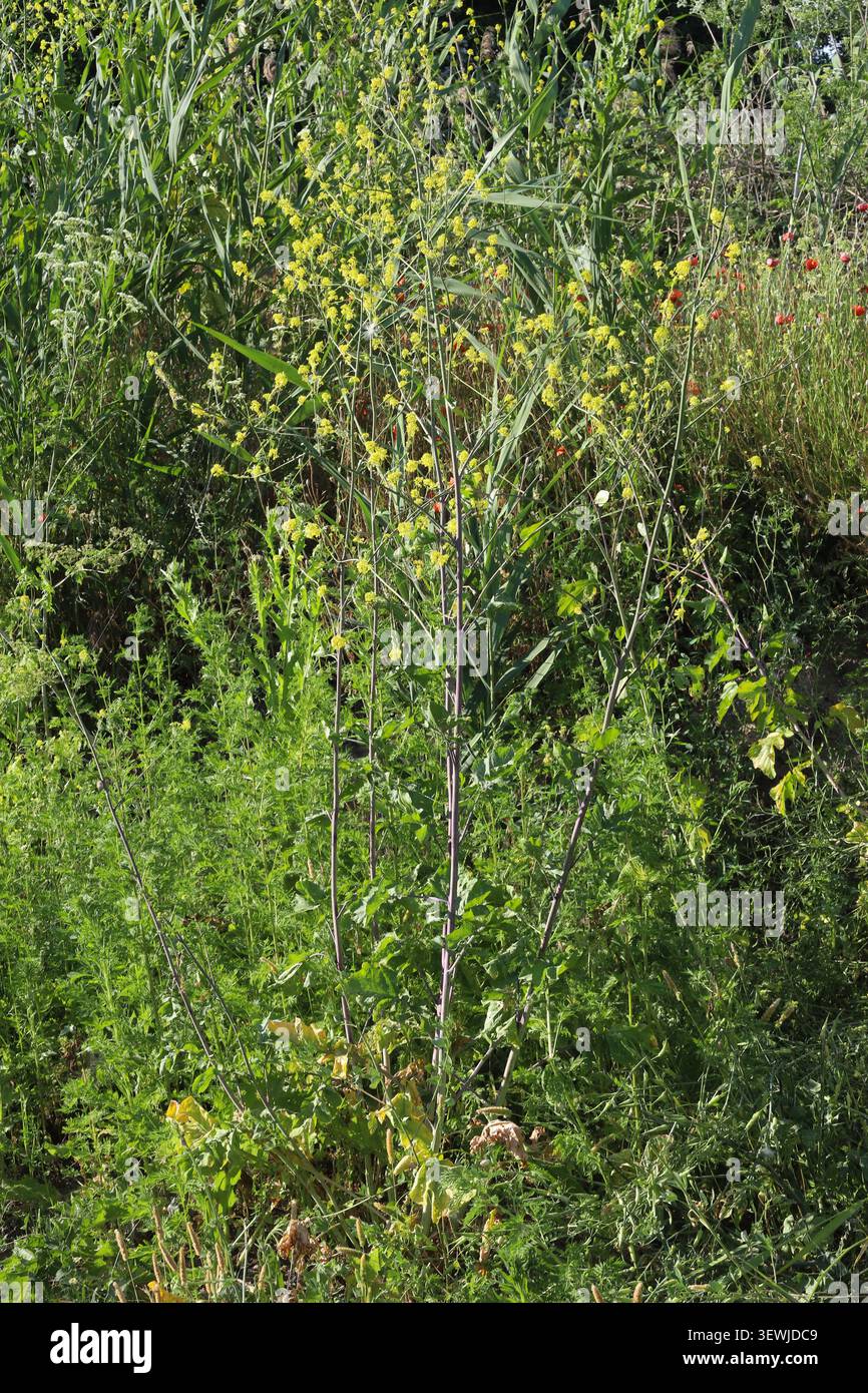 Brassica nigra, moutarde noire, Brassicaceae. Banque D'Images