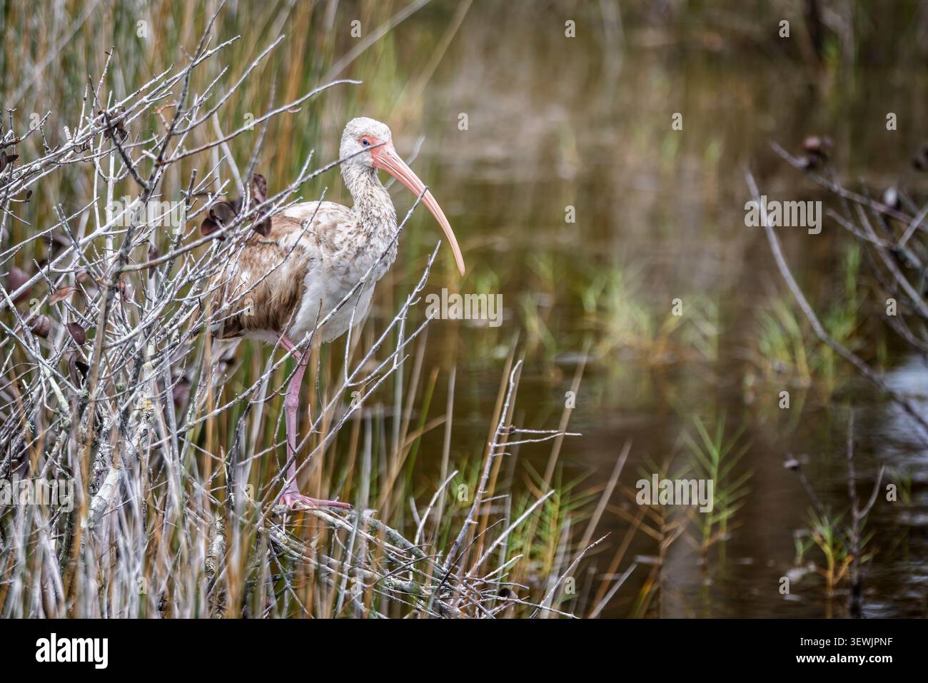 Un Ibis blanc américain rôdant au bord d'un marais dans la réserve naturelle nationale de Merritt Island, Floride, États-Unis Banque D'Images