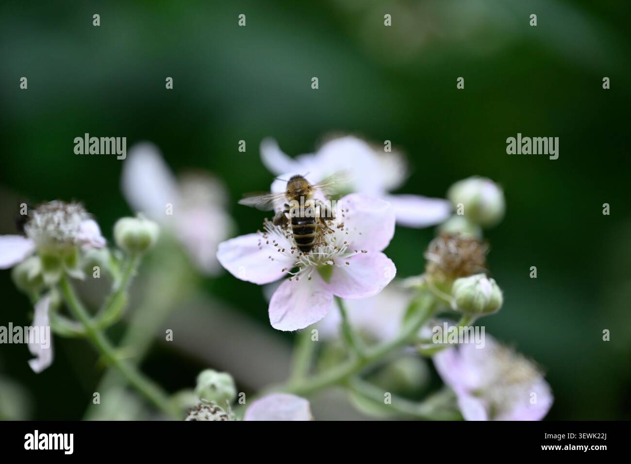 Abeille collectant le pollen de mûre. Apiformes cherchant la fleur de mûre blanche pour le pollen. Banque D'Images