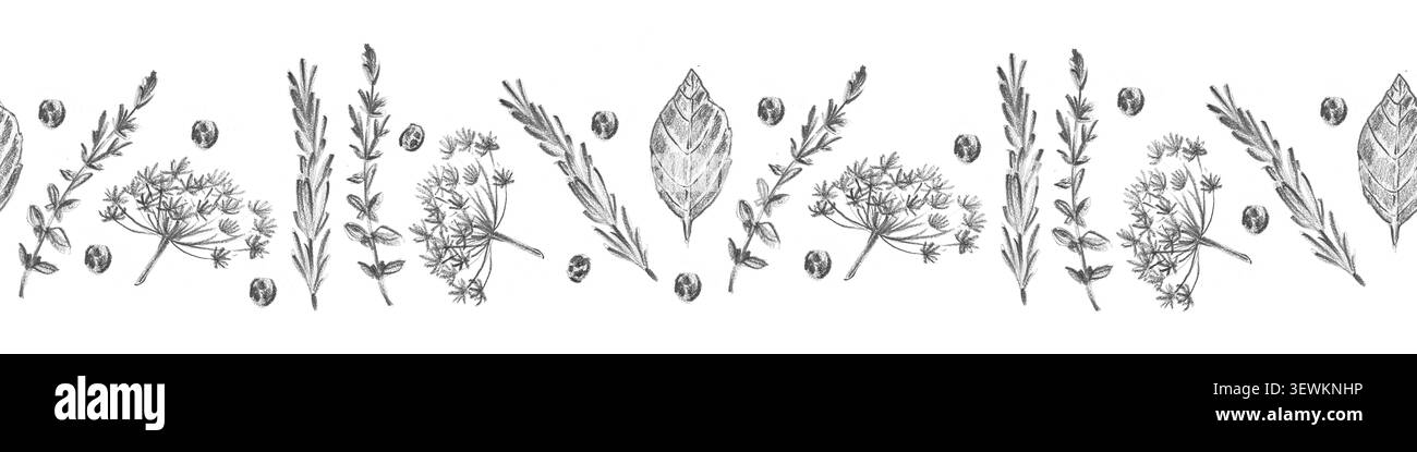 Bordure horizontale sans couture avec romarin, thym, aneth, feuilles de laurier et grains de poivre. Idéal pour les emballages de thé bio, les étiquettes d'épices méditerranéennes et R Banque D'Images