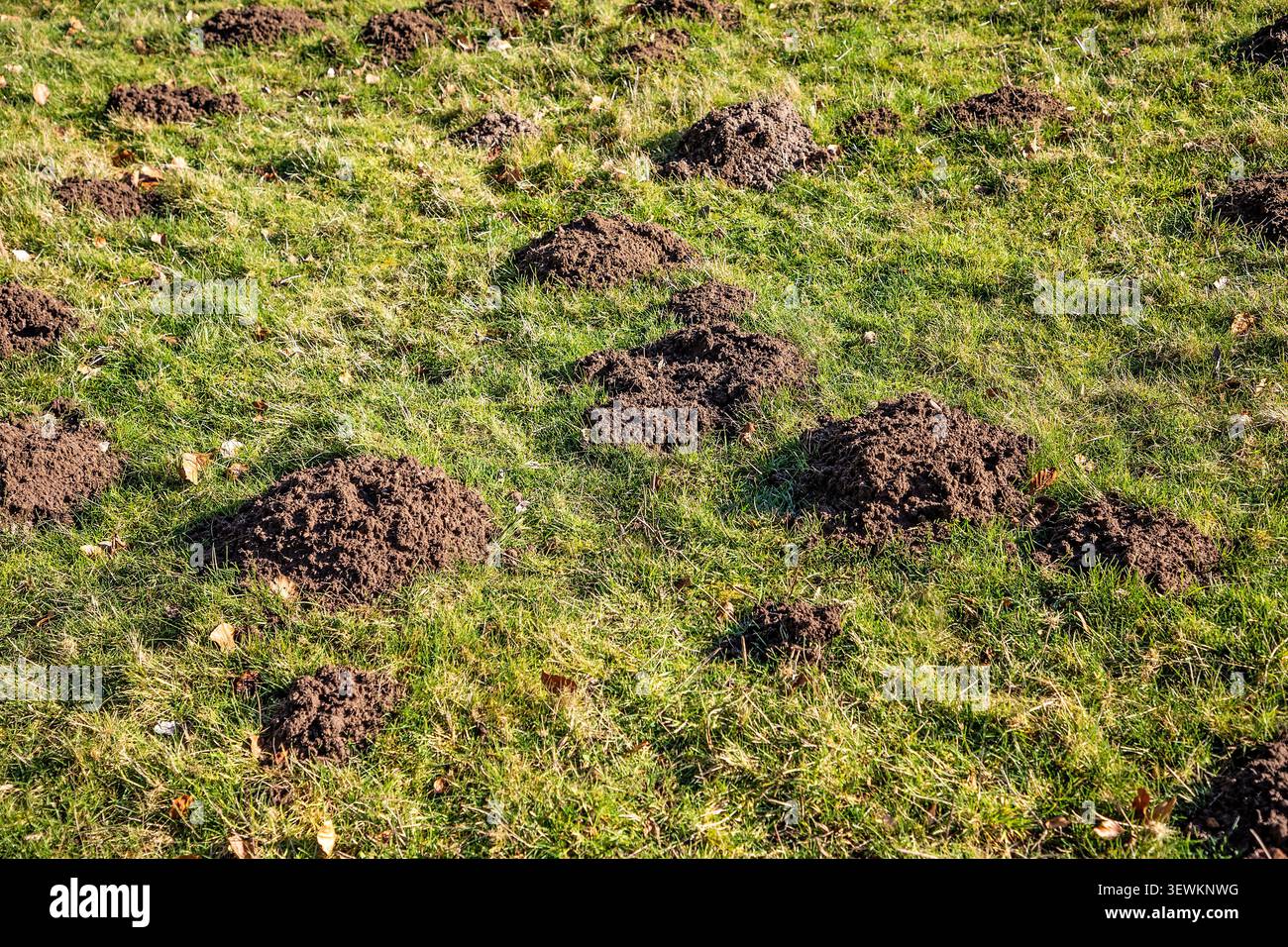 Plusieurs molehills dispersés sur une pelouse verte herbeuse montrant des terriers actifs sous la surface Banque D'Images