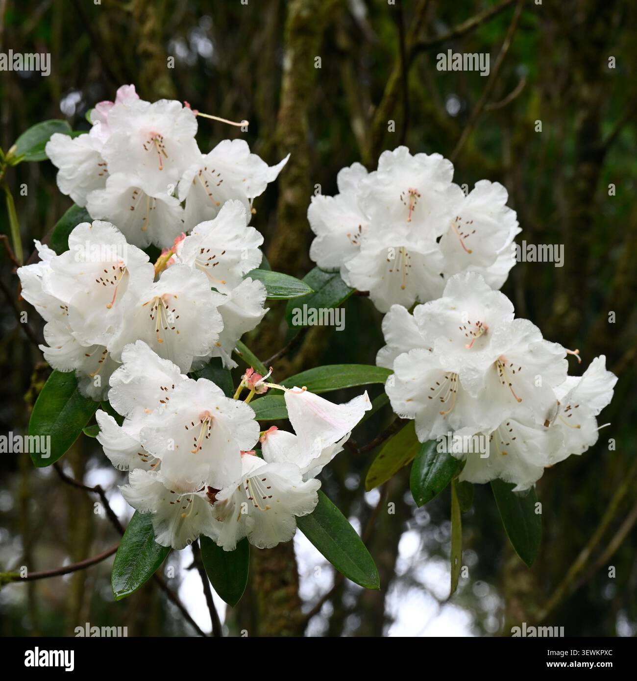 Grandes fleurs printanières blanches de rhododendron Loderi Georgette UK May Banque D'Images