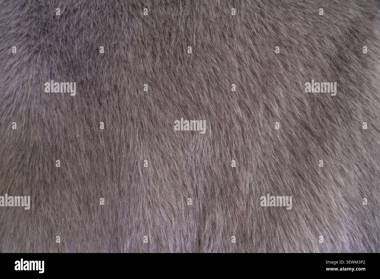 Texture douce d'un manteau gris en fausse fourrure Banque D'Images