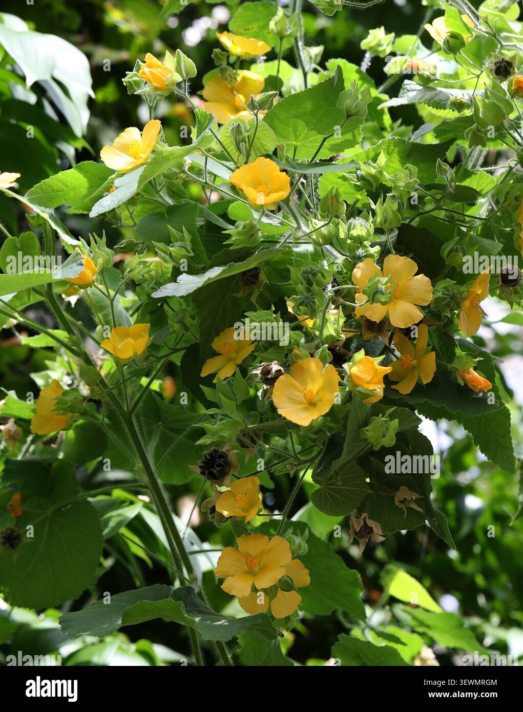 Mauve indienne velue, Abutilon grandifolium, Malvaceae. Amérique tropicale et Afrique centrale et du Sud. Abutilon grandifolium, la mauve indienne poilue. Banque D'Images