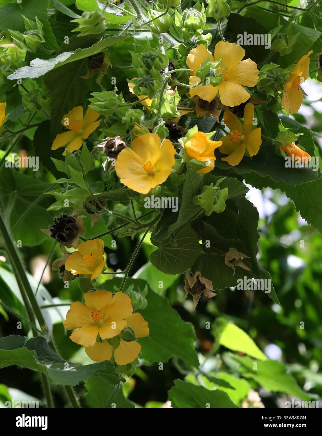 Mauve indienne velue, Abutilon grandifolium, Malvaceae. Amérique tropicale et Afrique centrale et du Sud. Abutilon grandifolium, la mauve indienne poilue. Banque D'Images