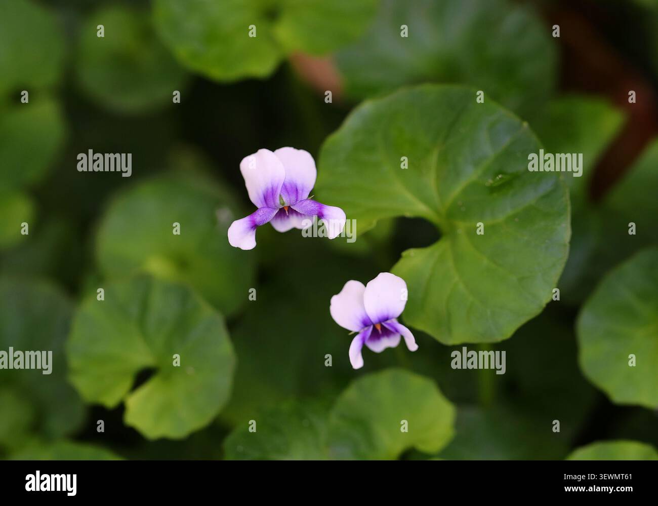 Violet indigène australien ou Violet Banks, Viola banksii, Violaceae. Australie. Viola banksii est communément connu sous le nom de violet natif. Banque D'Images