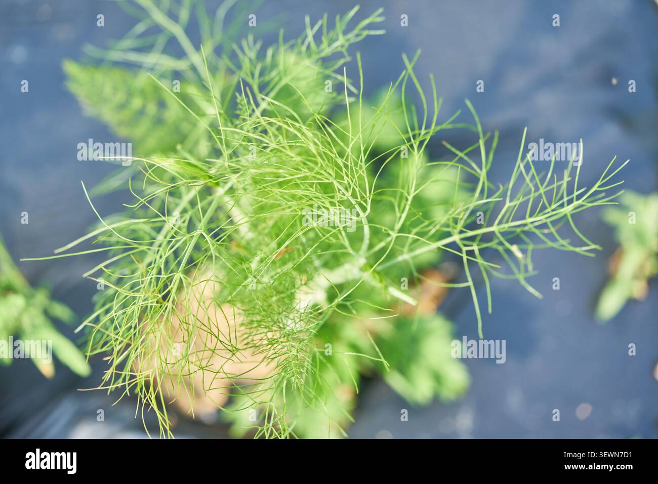 De délicates feuilles vertes plumeuses poussent dans un jardin extérieur ensoleillé montrant une plante culinaire biologique cultivée selon des méthodes agricoles durables. Banque D'Images