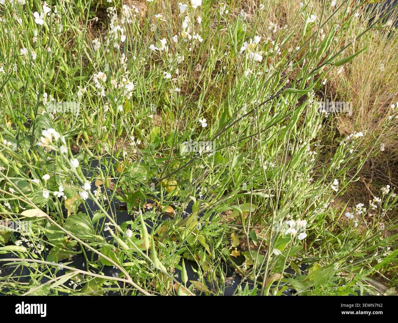 Les tiges vertes aux fleurs blanches délicates et aux structures porteuses de graines prospèrent dans un champ paisible illustrant les pratiques agricoles biologiques durables. Banque D'Images