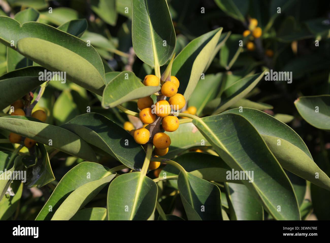 Des fruits jaunes mûrissent sur les branches vertes et feuillues d’un figuier natif australien Banque D'Images