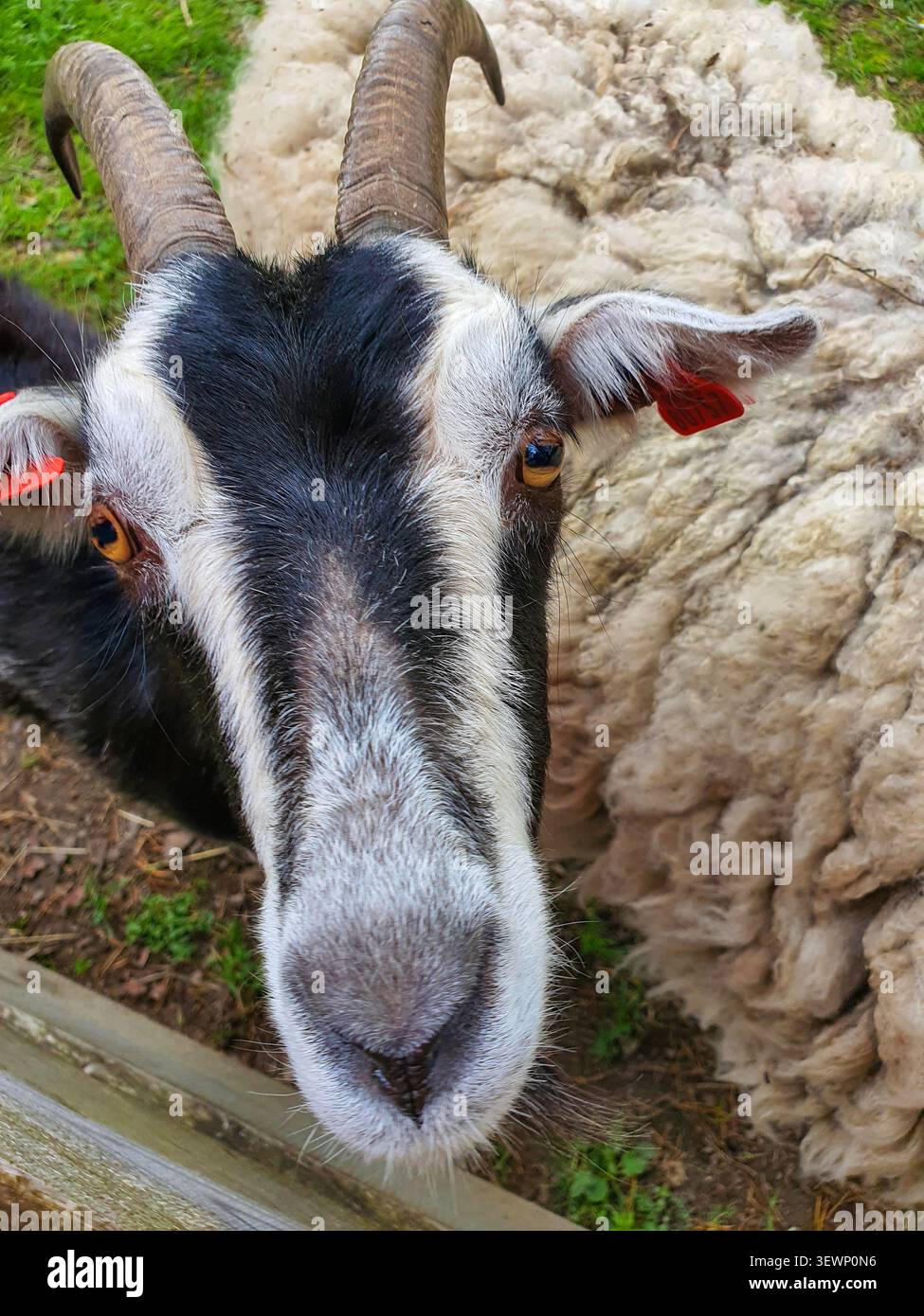 Une chèvre noire et blanche aux cornes courbées regarde directement la caméra, avec un mouton visible en arrière-plan dans une ferme en Estonie. Banque D'Images