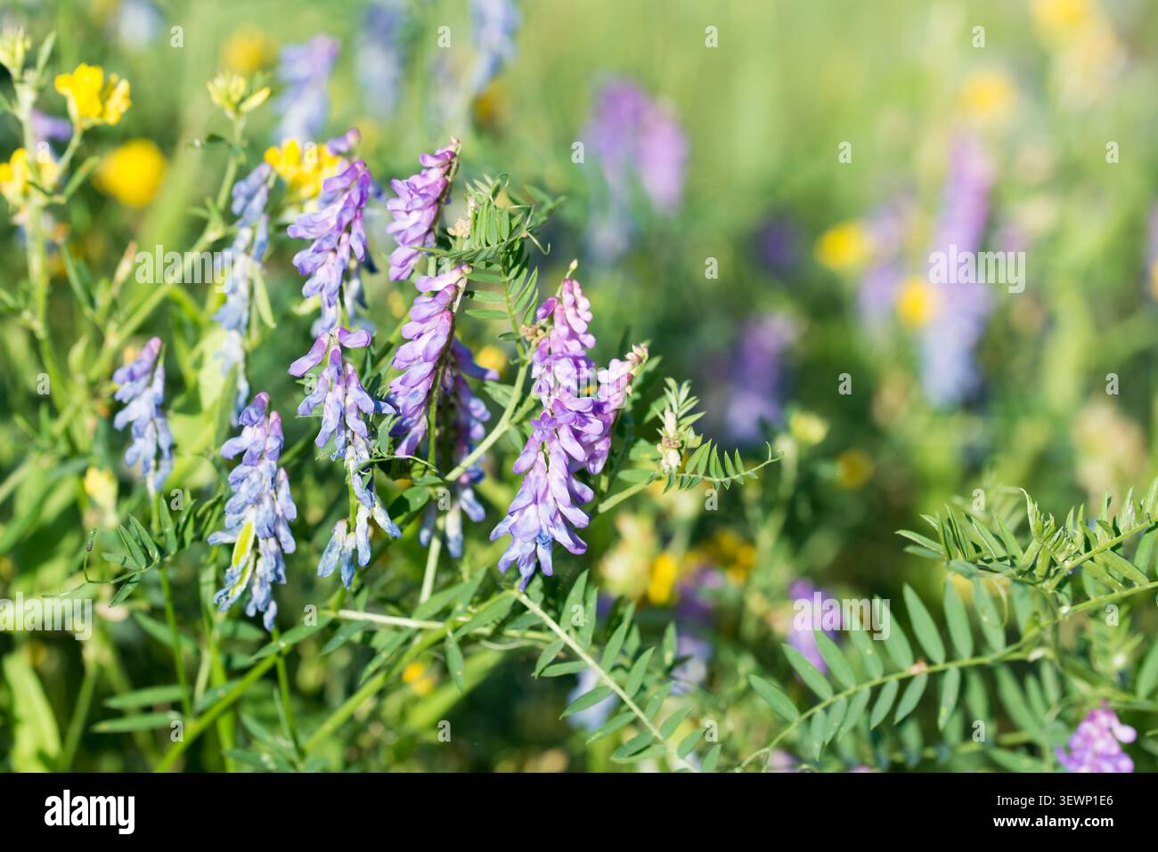 Vesce poilue, Vicia villosa violette fleurs gros plan sélectif Banque D'Images