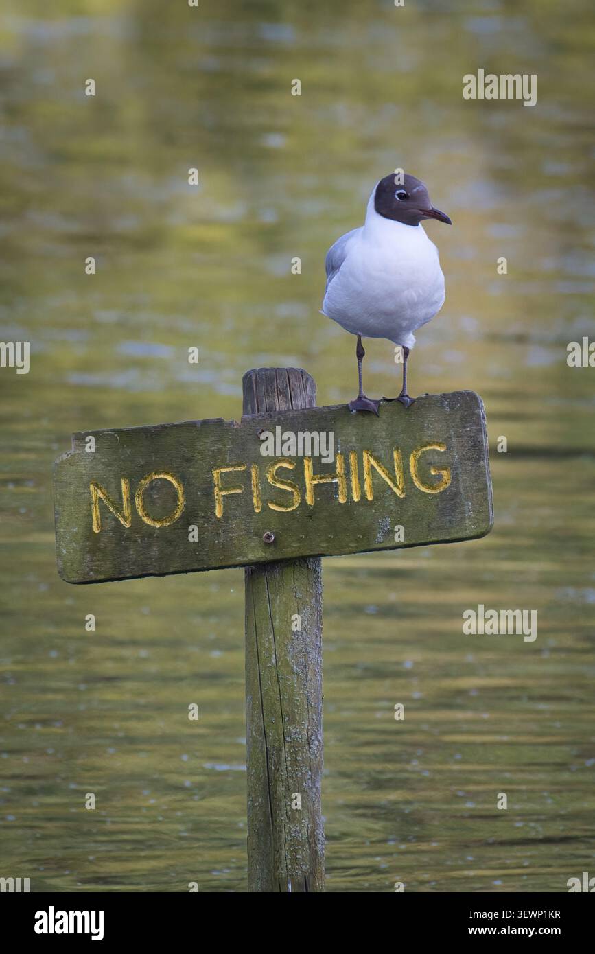 Un mouette à tête noire, Chroicocephalus ridibundus, perche ironiquement au-dessus d'un panneau en bois sans pêche au-dessus d'un plan d'eau calme. Banque D'Images