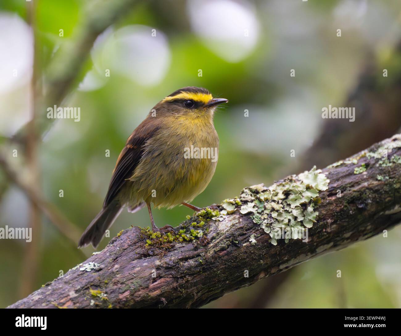 Tyran de chat à ventre jaune (Silvicultrix diadema) perché dans la forêt, Manizales, Colombie Banque D'Images