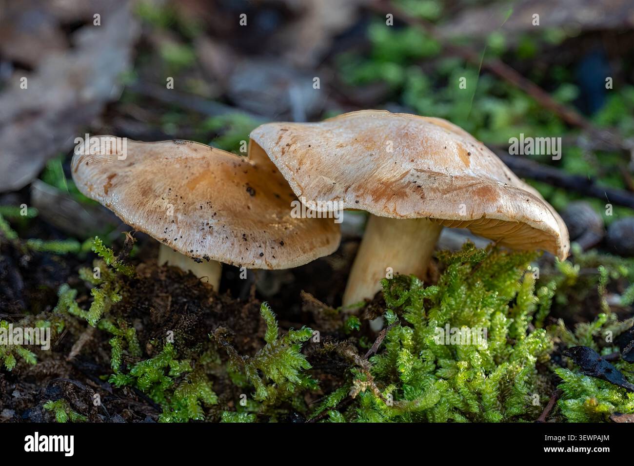 Lactarius deliciosus, Saffron Milk Cap, Boomer's Reserve, Panton Hill, Victoria, Australie Banque D'Images