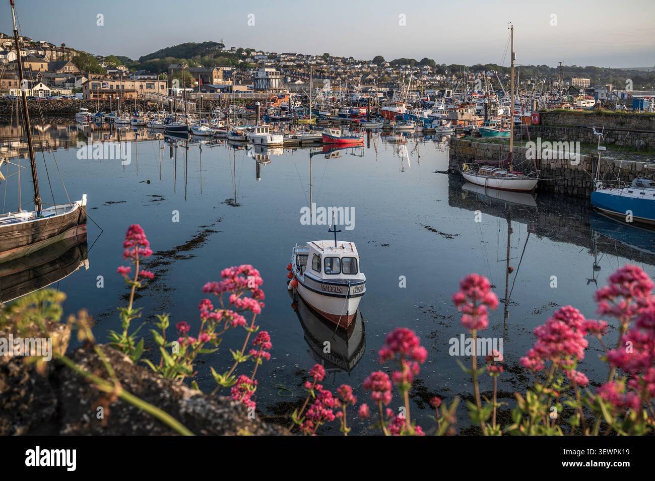 Les fleurs de valériane rose vif encadrent une vue tranquille sur les bateaux de pêche amarrés dans les eaux calmes du port de Newlyn à Cornwall, en Angleterre, par un matin clair. Banque D'Images
