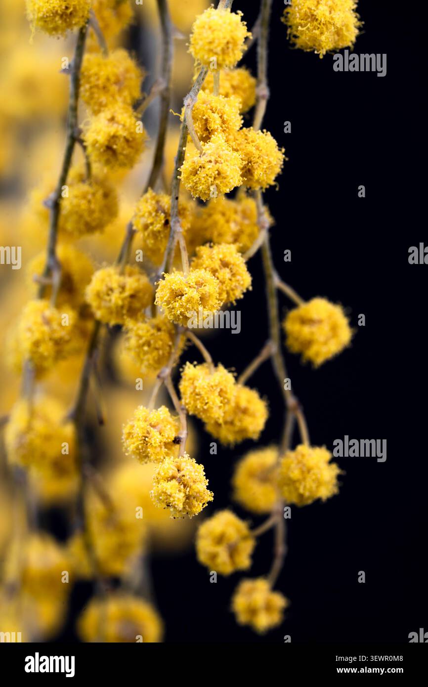Mimosa vertical macro gros plan de fleurs d'acacia dealbata jaune doré suspendues sur fond noir foncé Banque D'Images