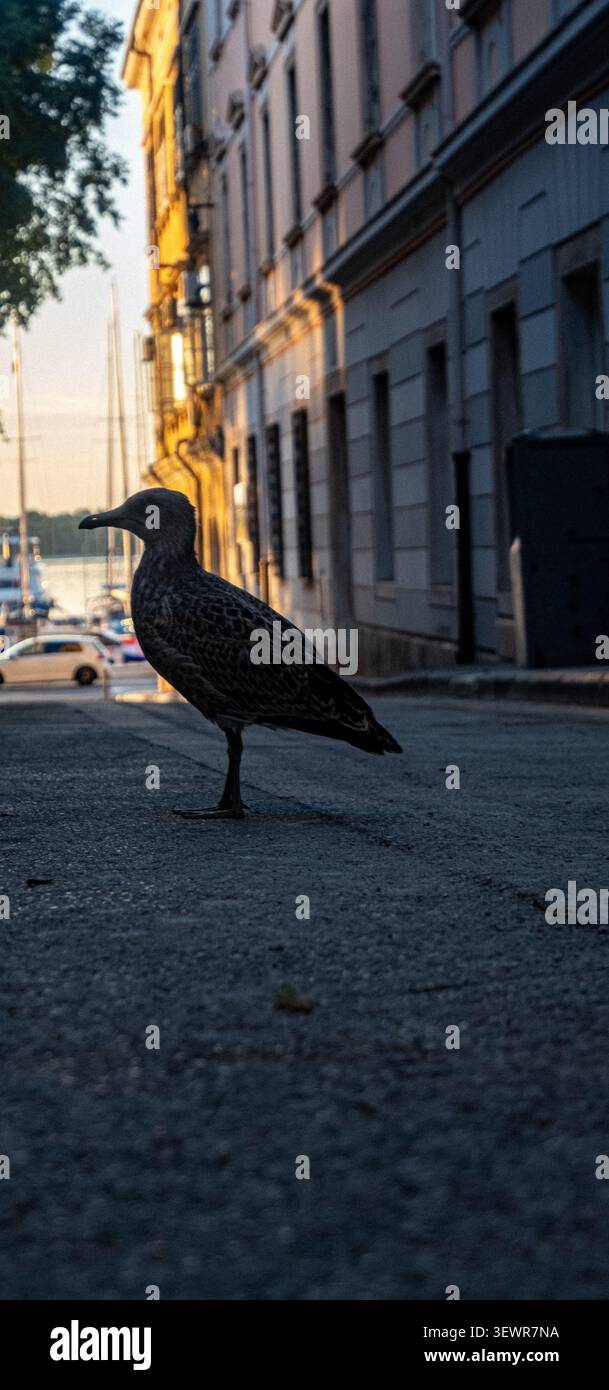 Oiseau urbain debout sur une rue de ville tranquille à l'heure dorée Banque D'Images