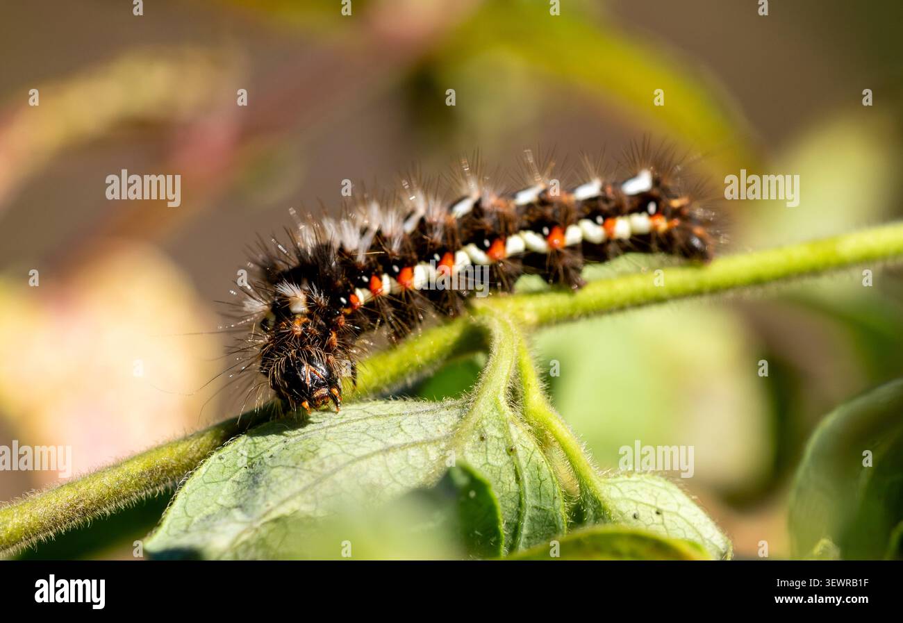 Une chenille de papillons de jardin à la recherche de nourriture. Banque D'Images