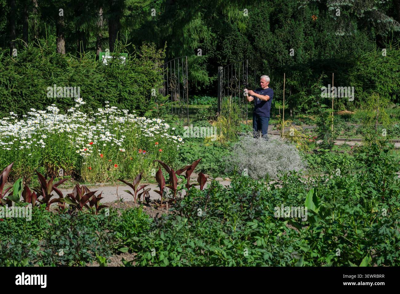 KIEV, UKRAINE - JUIN 2026 : un visiteur photographie des plantes ornementales au jardin botanique national de Hryshko à Kiev. Le jardin botanique attire la nature Banque D'Images