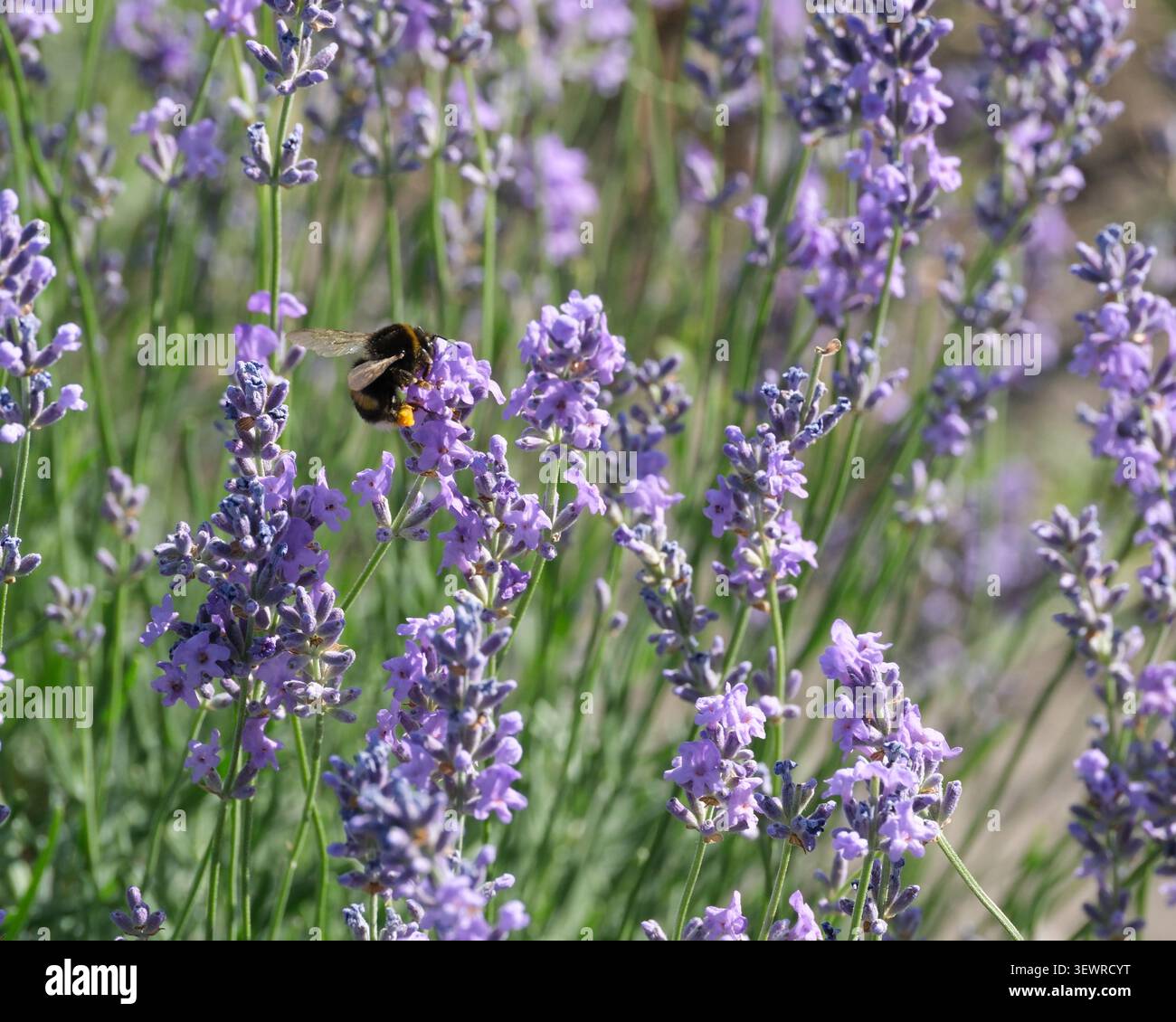 Gros plan d'un bourdon recueillant du nectar et du pollen de fleurs de lavande en fleurs dans un jardin d'été. Pollinisation, biodiversité, faune, aromatique Banque D'Images