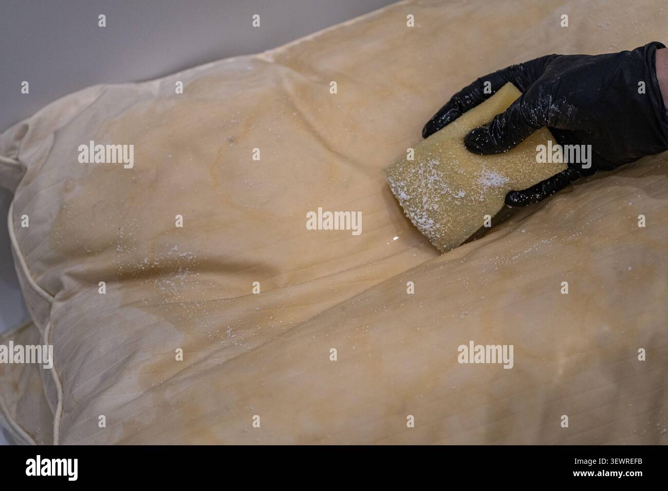 Personne portant des gants de protection appliquant un agent de nettoyage en poudre avec une éponge sur un oreiller de plumes teinté de jaune avant le lavage. L'illustration de l'image Banque D'Images