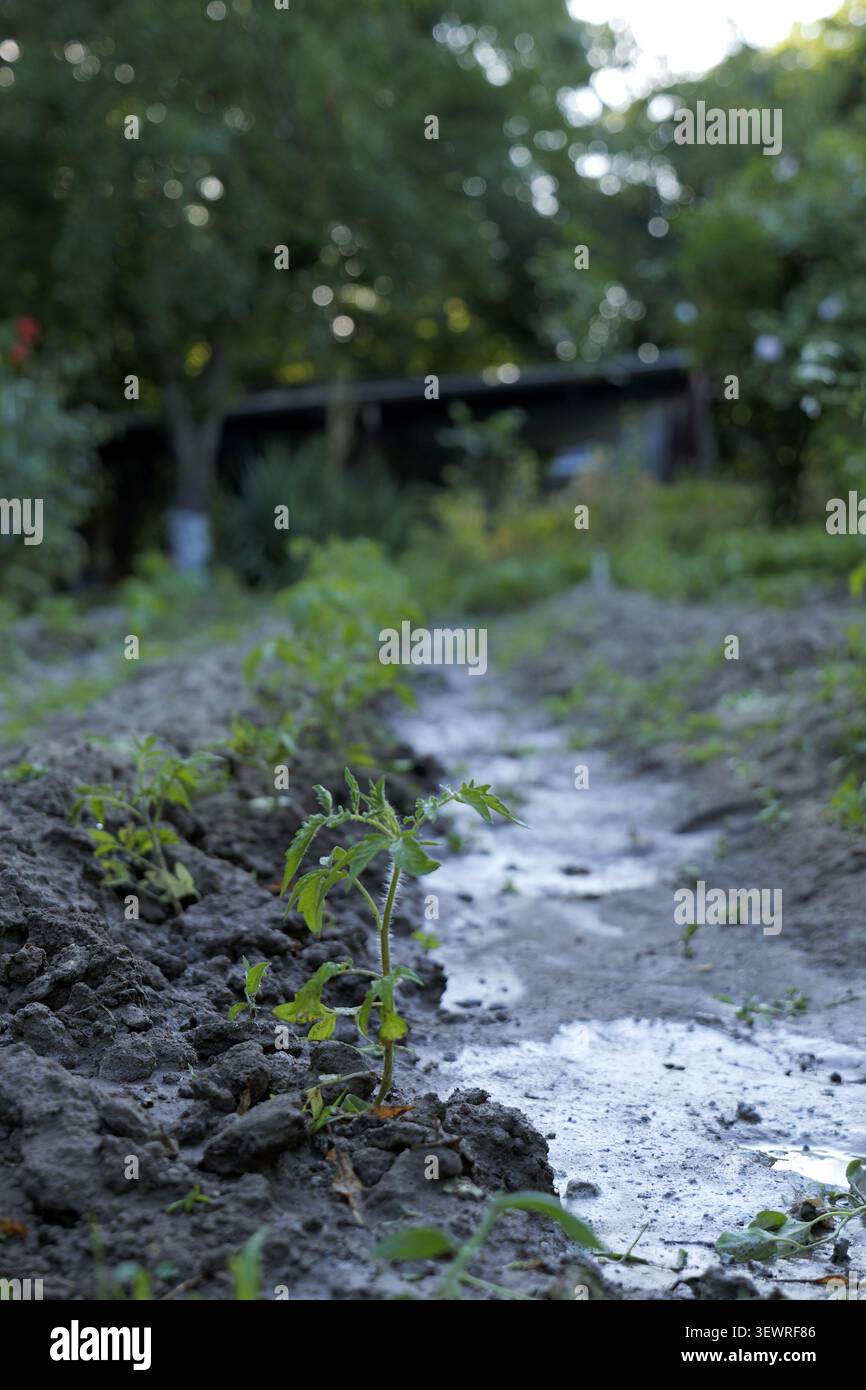 Jeune plant de tomate florissant dans le sol humide du jardin, recevant de l'eau essentielle pour le développement, symbolisant la croissance, les nouveaux débuts et le susta Banque D'Images
