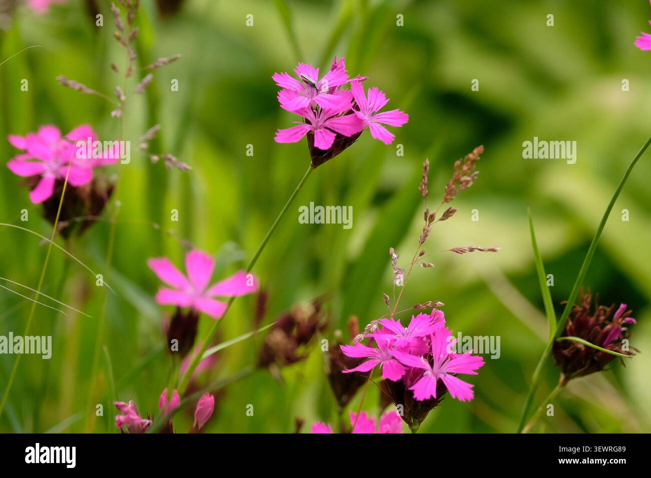 Dianthus carthusianorum, rose chartreux, en fleur. Banque D'Images