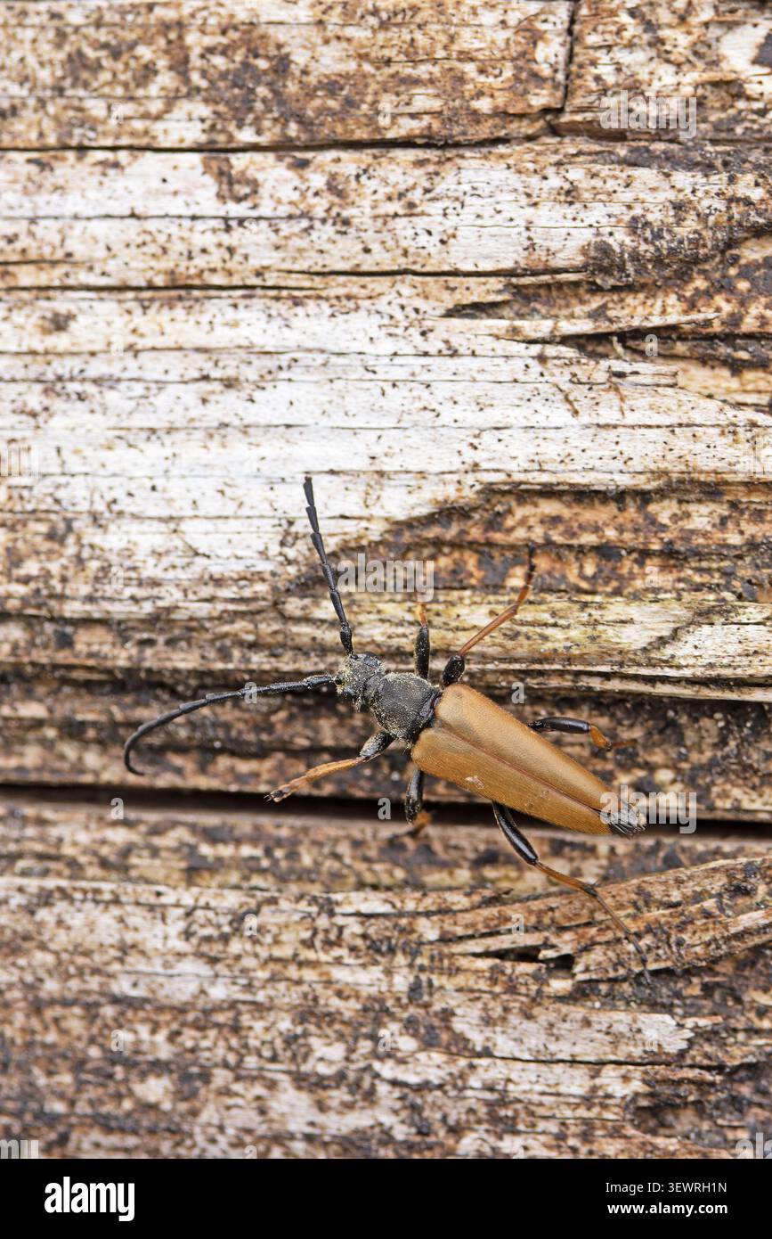 Rouge-brun aka Red Pine Longhorn Beetle (Stictoleptura rubra) mâle non indigène Norfolk juin 2026 Banque D'Images
