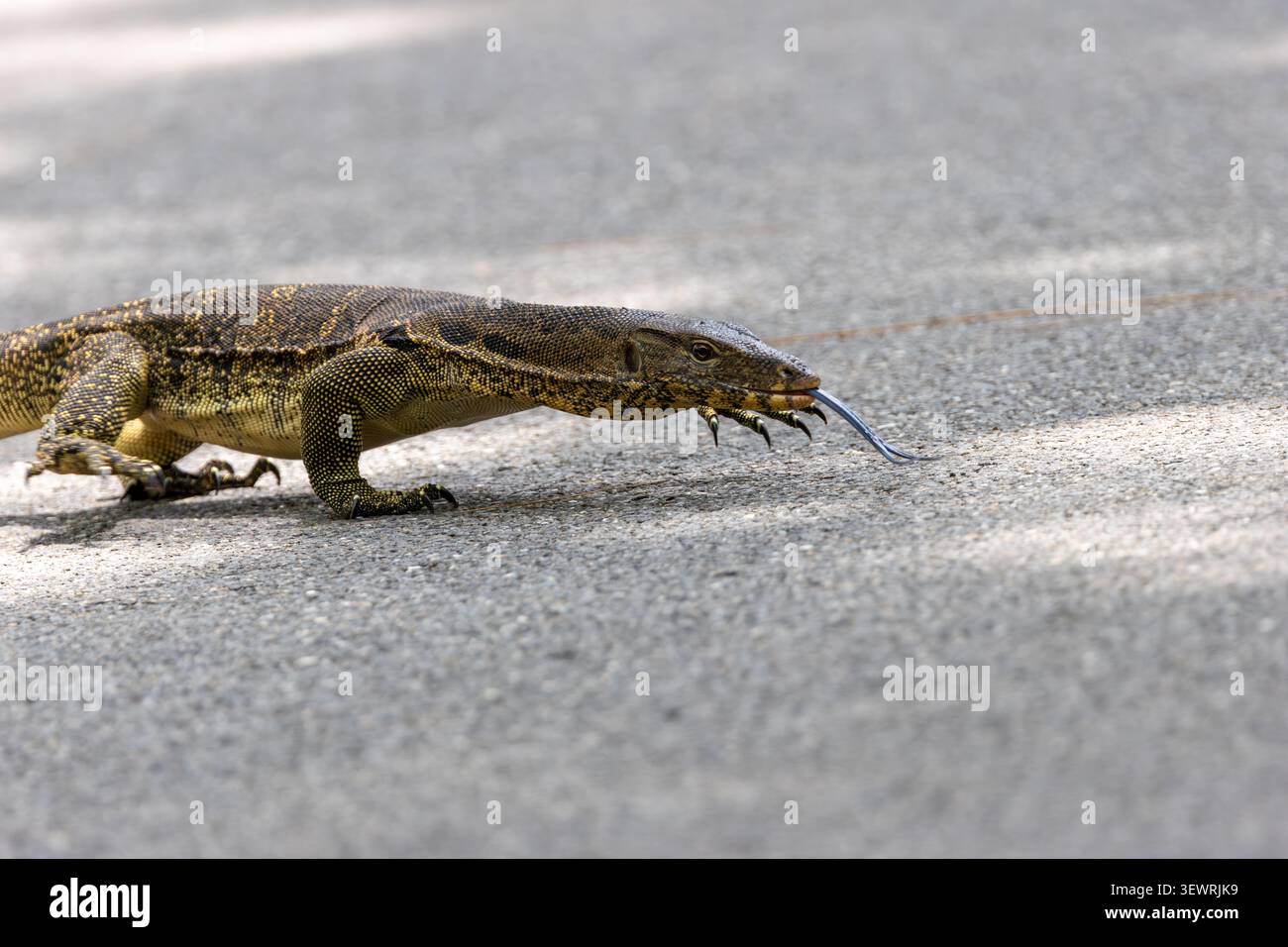 Un moniteur asiatique de l'eau (Varanus salvator) fait balancer sa langue fourchue alors qu'il marche sur un chemin pavé ensoleillé dans le parc Wachirabenchatat (parc Rotfai), Bang Banque D'Images
