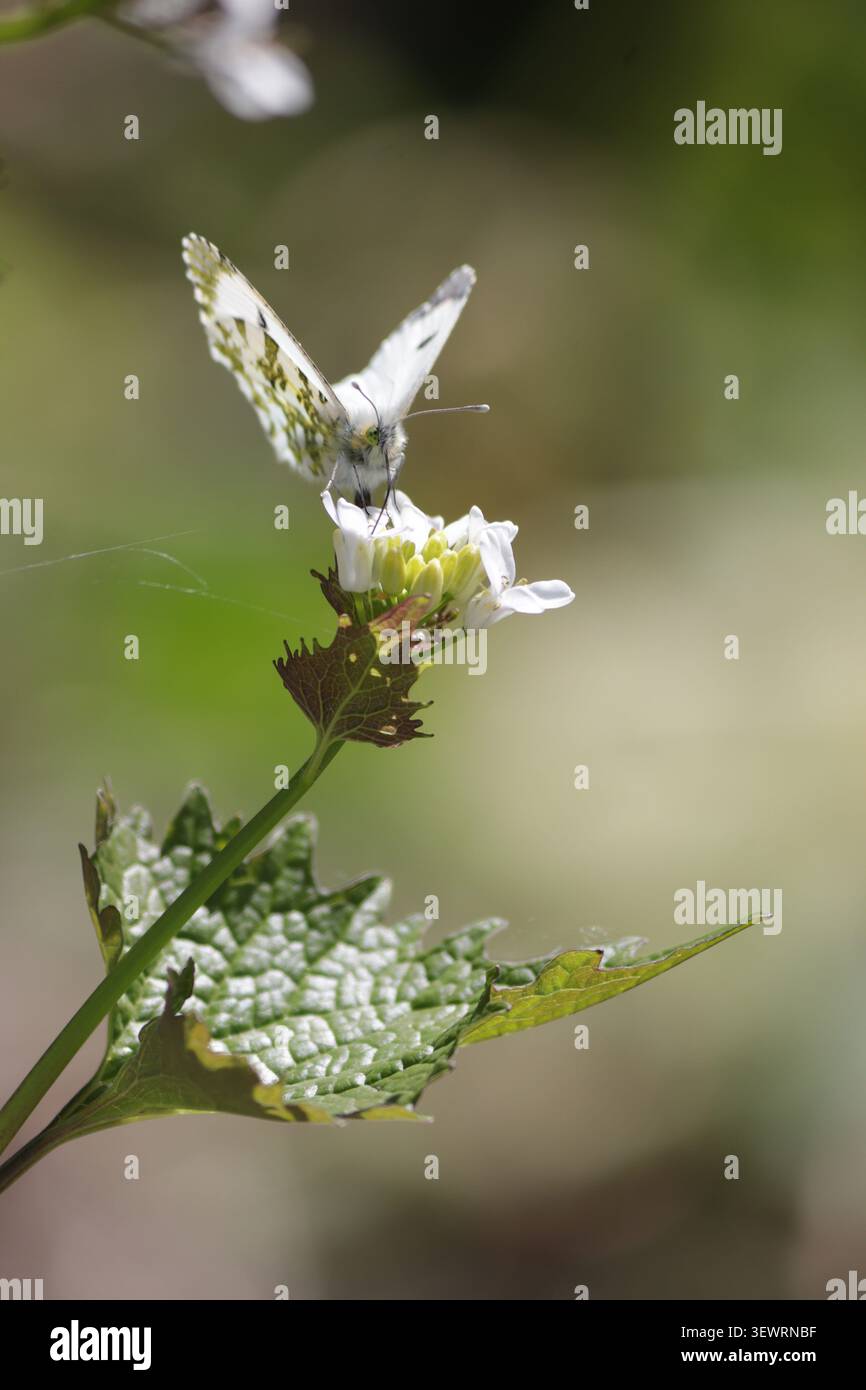 Papillon Orange-tip femelle (Anthocharis cardamines) pollinisant une fleur de lamier blanc (Lamium maculatum) au soleil, Leicestershire, Royaume-Uni Banque D'Images
