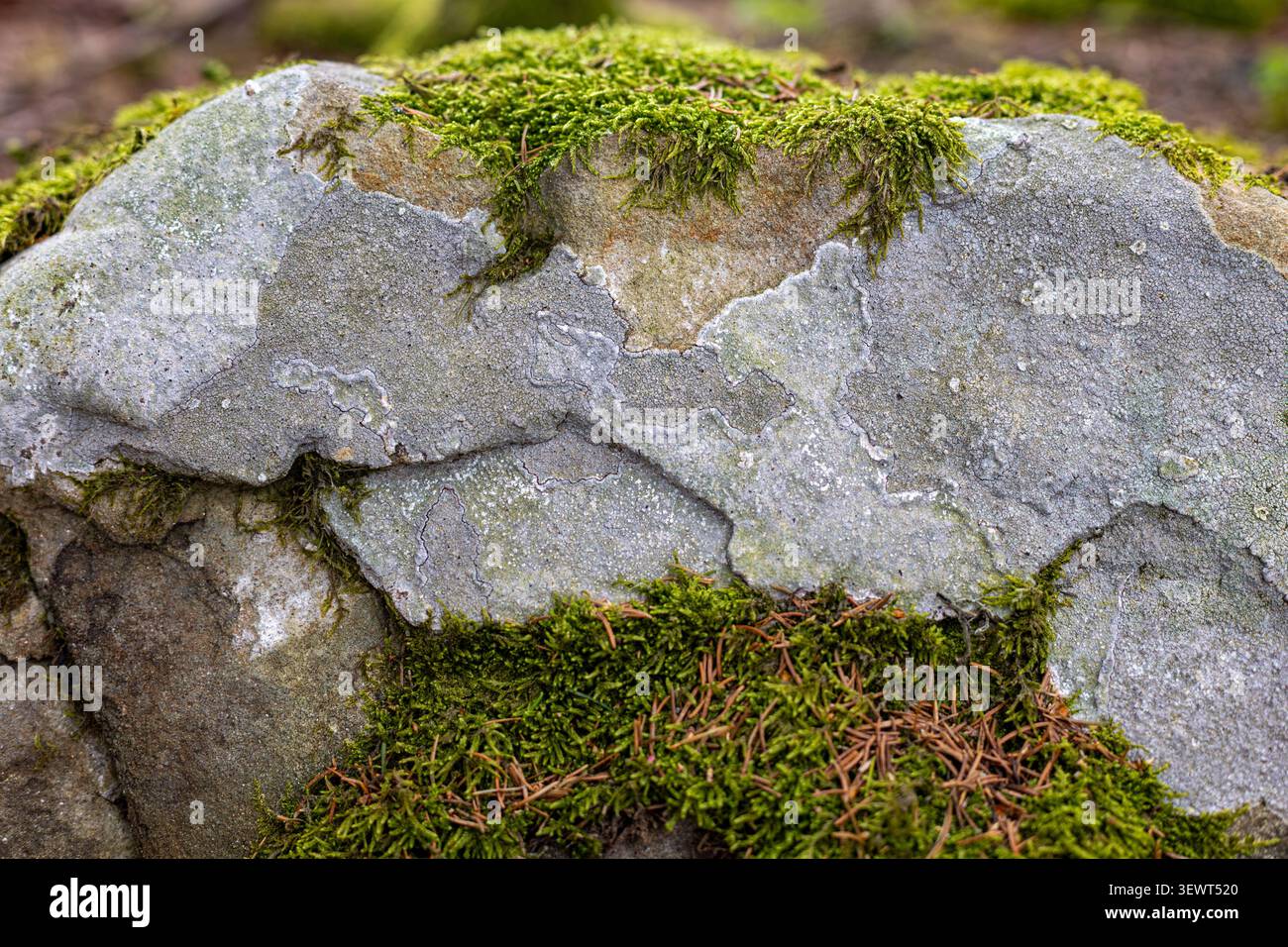 Mousse et lichen sur Weathered Forest Rock. Gros plan d'une roche grise altérée recouverte de mousse vert vif, de lichen pâle, de fissures et de pin tombé Banque D'Images