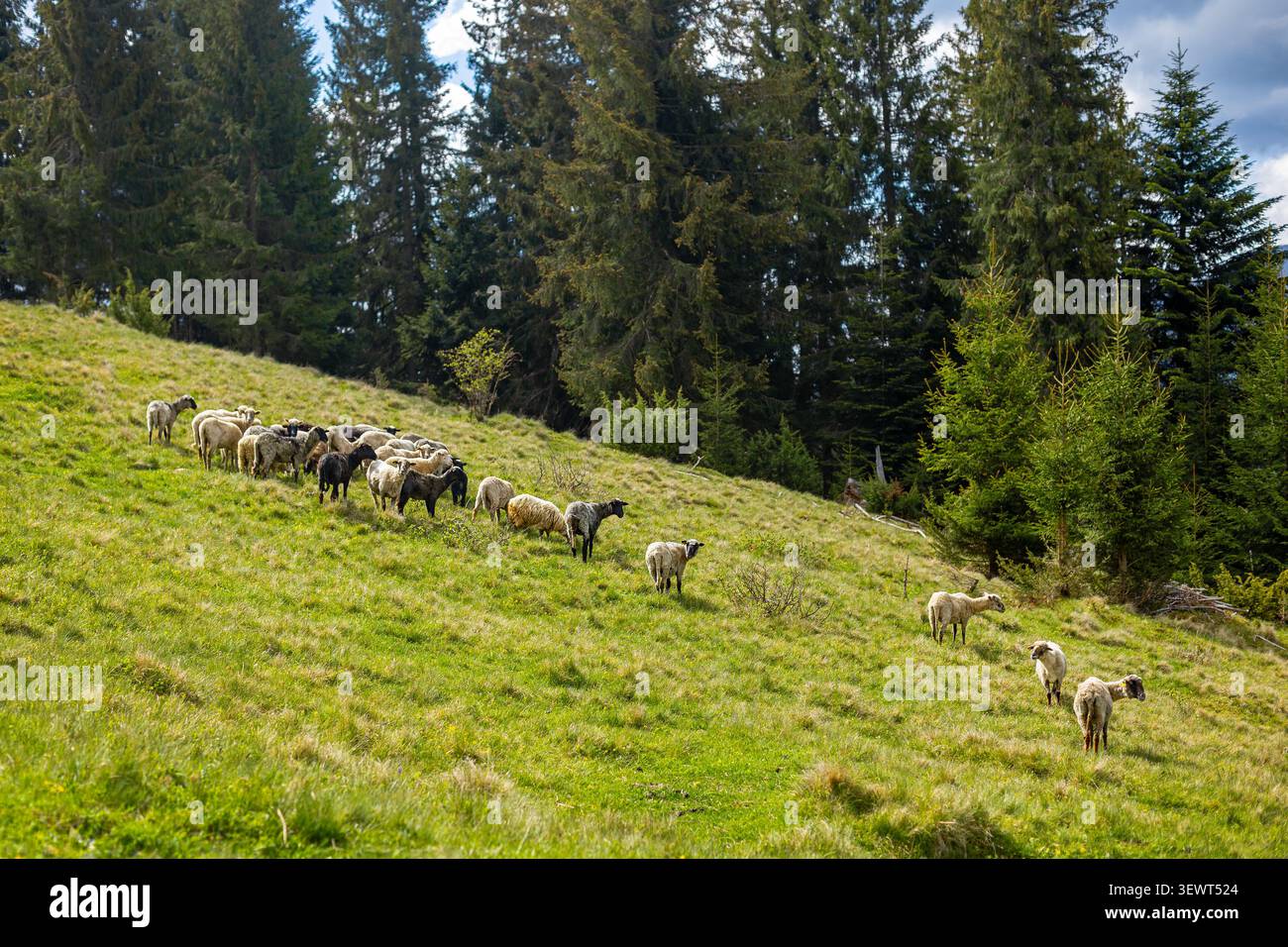 Moutons qui paissent sur le pâturage des Carpates Hillside. Troupeau de moutons broutant à travers un pâturage verdoyant à flanc de colline dans les Carpates ukrainiennes, avec de jeunes épinettes Banque D'Images
