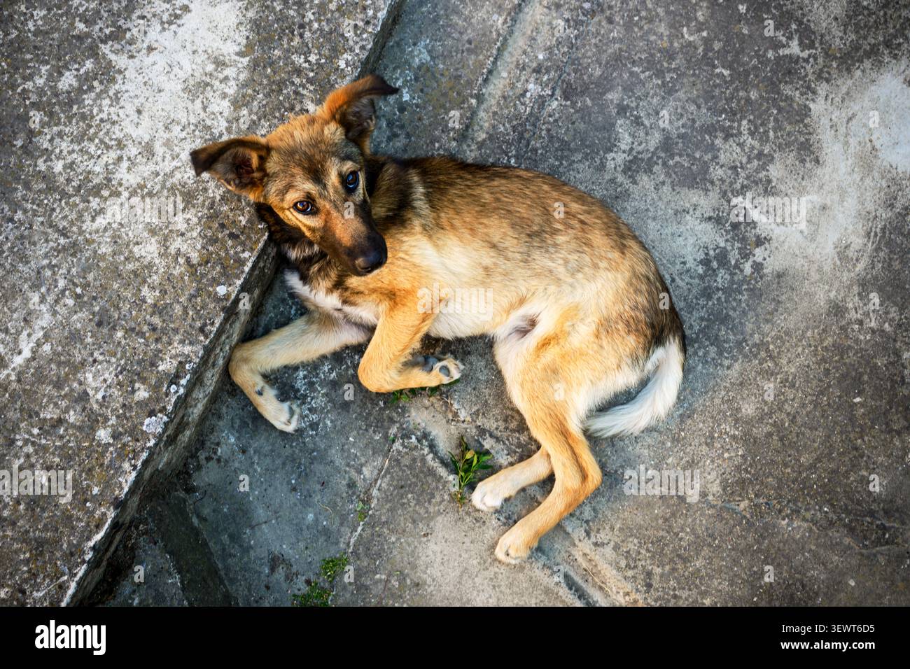 Un mince chien errant grevé sur un trottoir urbain rugueux, regardant vers le haut avec des yeux méfiants ; la scène évoque la solitude, la résilience et la rude Re Banque D'Images