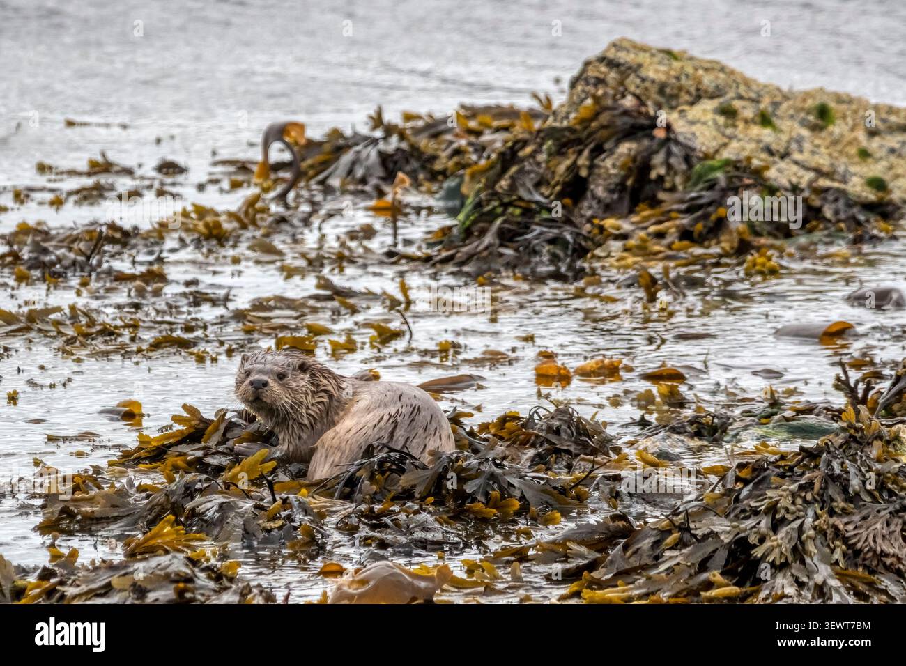 Une loutre sauvage, Lutra lutra, à Hillswick sur Shetland Mainland. Banque D'Images