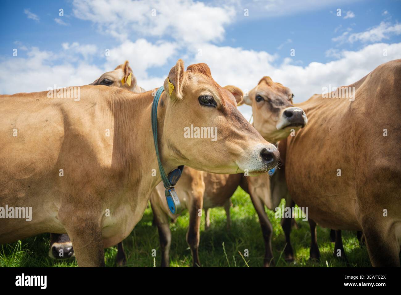 Plusieurs vaches laitières Jersey brun clair se tiennent proches les unes des autres posant dans un pâturage herbeux sous un ciel lumineux avec des nuages blancs dans une ferme à Cornwall Unite Banque D'Images
