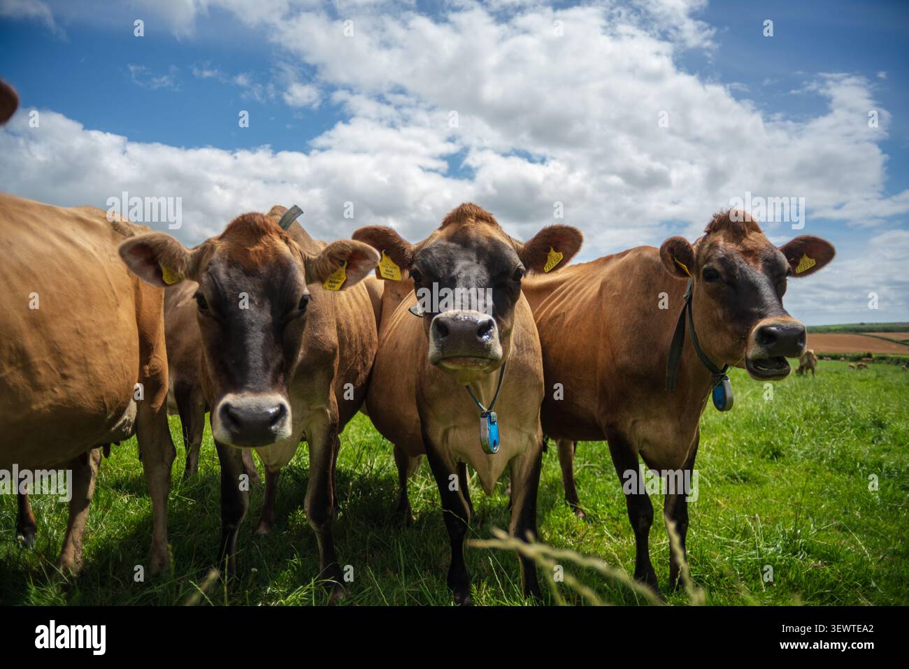 Un groupe de vaches laitières curieuses Jersey avec des manteaux bruns et des étiquettes d'oreille debout près les uns des autres dans un pâturage vert vibrant sous un ciel bleu spectaculaire Banque D'Images