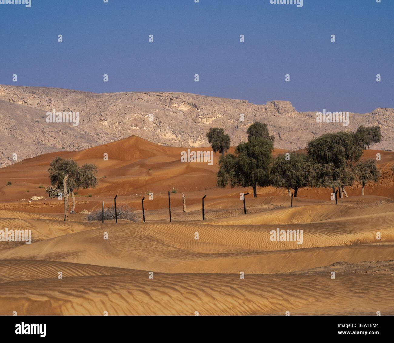 Vue de Fossil Rock s'élevant au-dessus des dunes de sable doré et des arbres du désert à Mleiha, Sharjah, Émirats arabes Unis. Banque D'Images