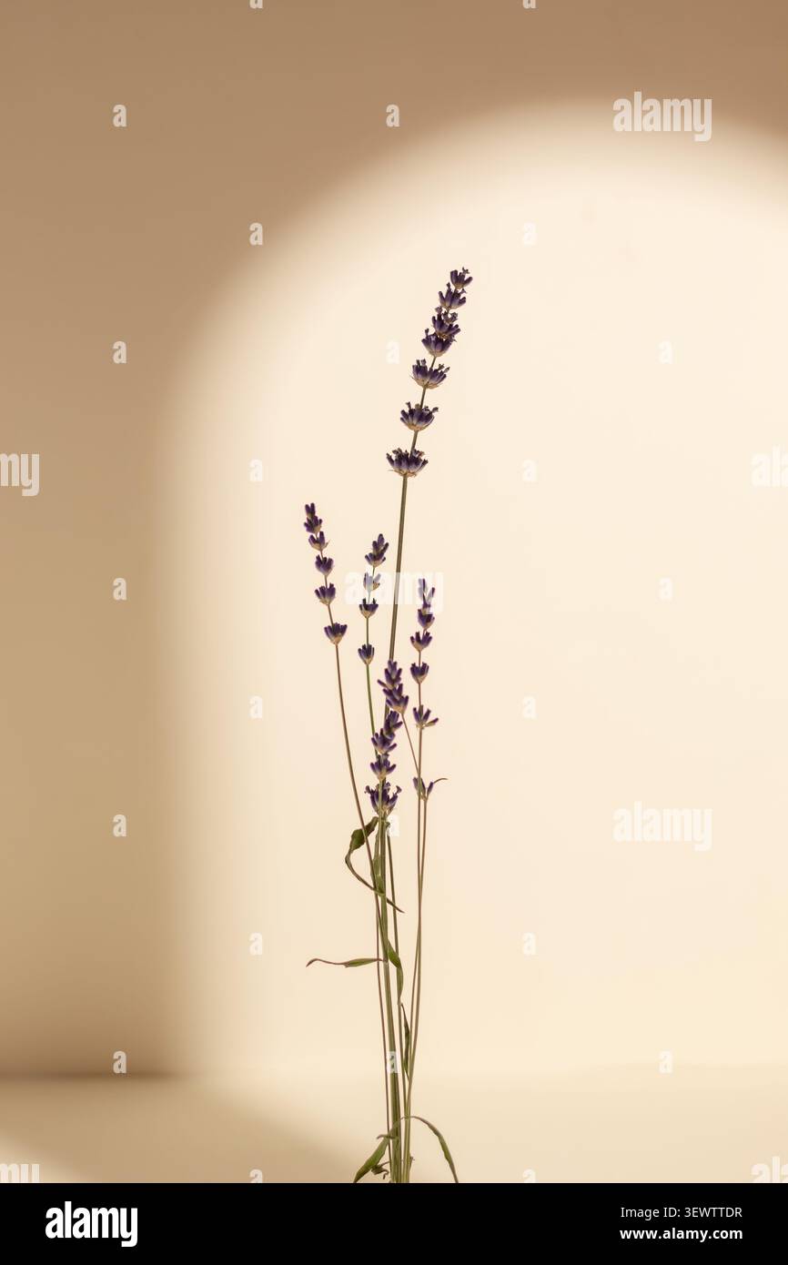 Élégante composition minimaliste avec une tige de lavande éclairée par un projecteur circulaire, créant une atmosphère sereine avec une ombre dramatique Banque D'Images