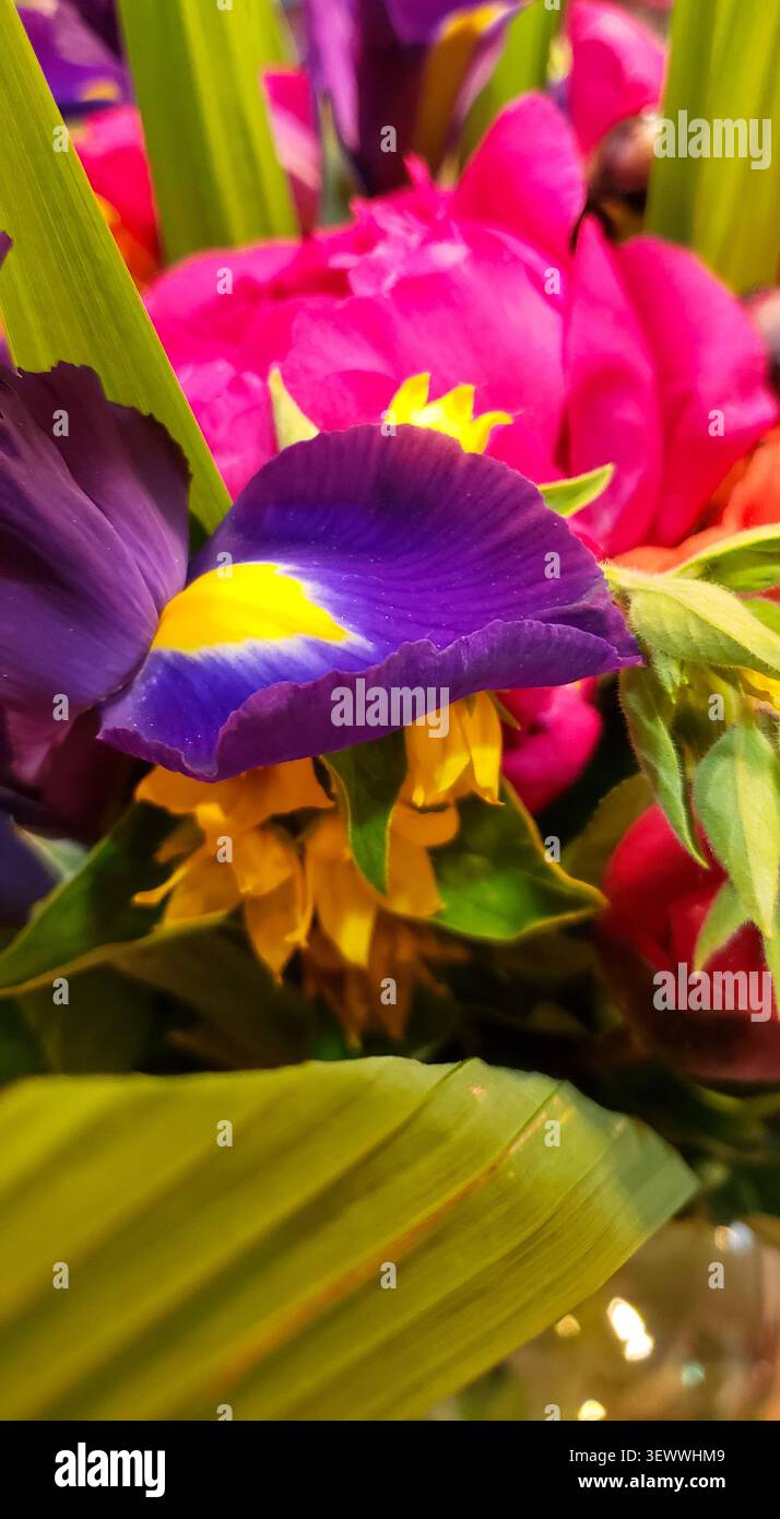 Gros plan de la fleur d'iris violette vibrante avec fond floral rose et jaune Banque D'Images