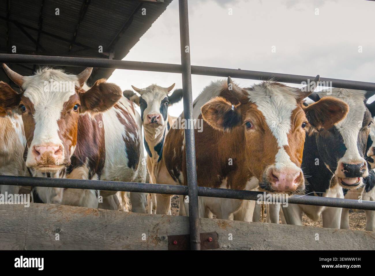 Groupe de curieuses vaches laitières debout derrière une clôture et regardant directement la caméra sur une ferme bovine. Concept d'élevage laitier, élevage productio Banque D'Images