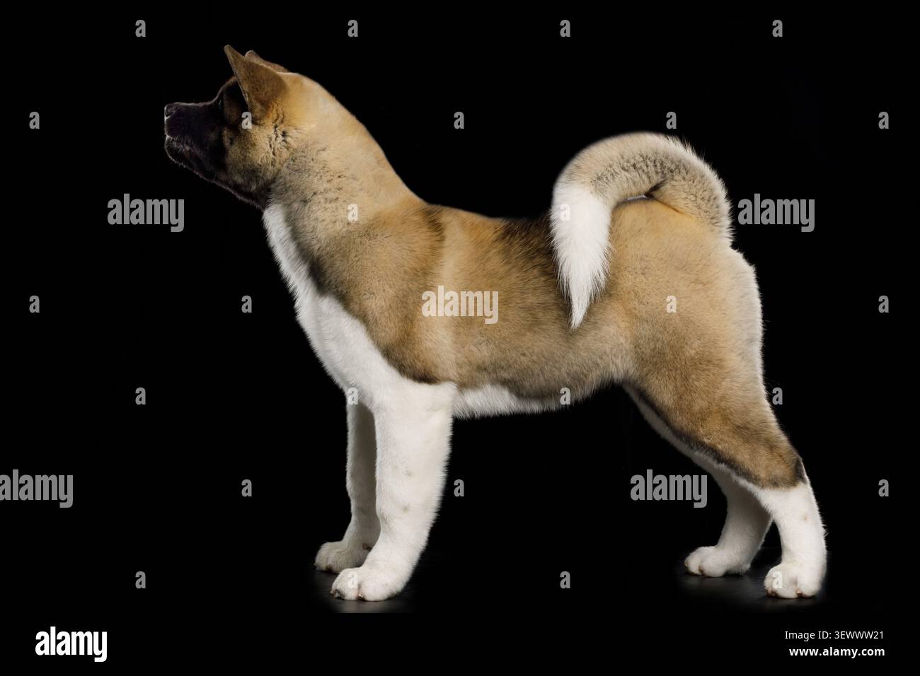 Chien Akita américain debout dans le profil, vue latérale du corps entier, portrait de studio sur fond noir Banque D'Images