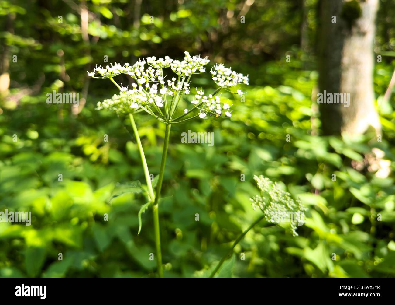Fleur d'omble fleurissant dans la forêt avec fond de végétation verte. L'inflorescence blanche s'élève parmi le feuillage dans un environnement boisé naturel. Ressort summ Banque D'Images