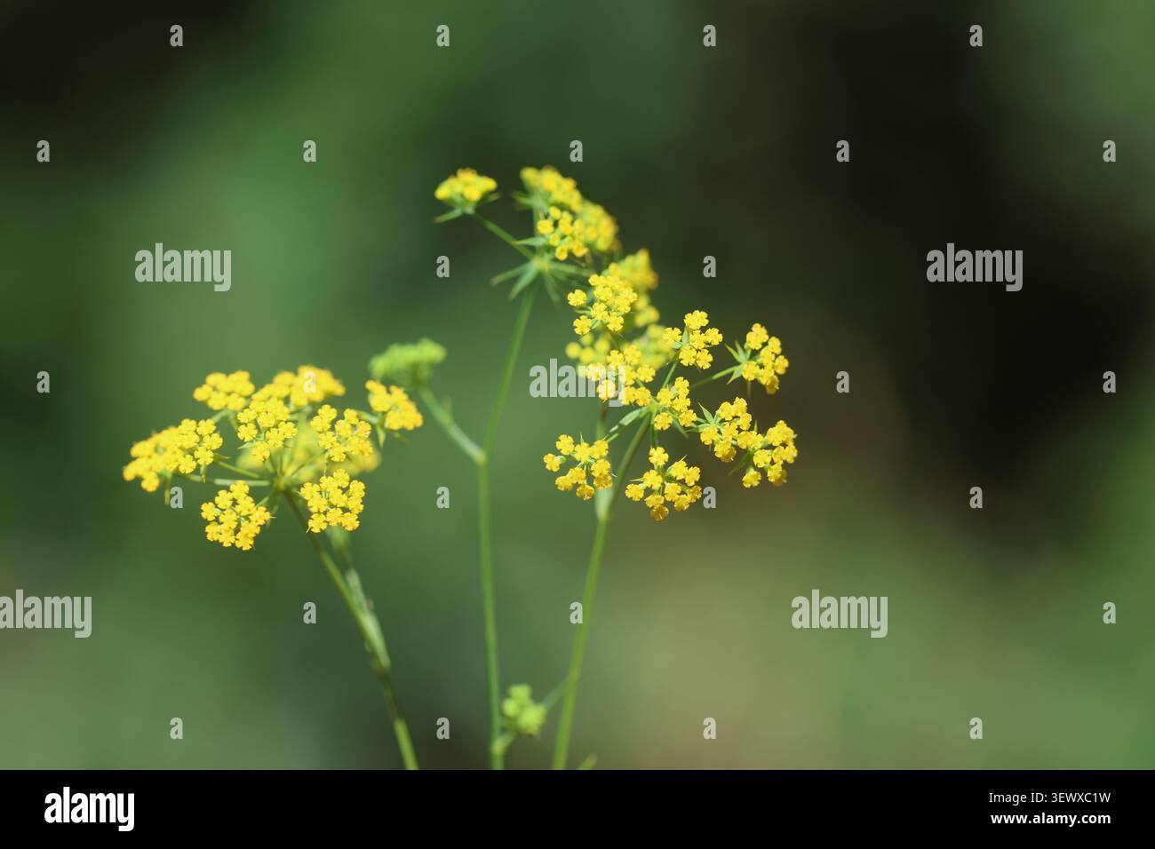 Petites fleurs jaunes de l'oreille de lièvre faucille (Bupleurum falcatum) fleurissant dans un amas d'ombel sur un fond vert flou dans un dessus macro détaillé Banque D'Images